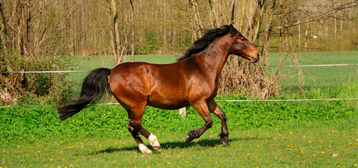 Equestrian Litigation in the UK