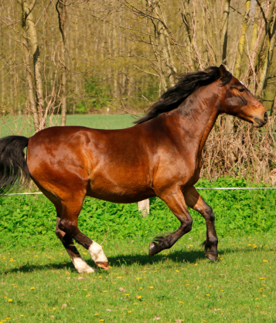 Equestrian Litigation in the UK: Common Disputes and How to Protect Your Position