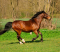 Equestrian Litigation in the UK