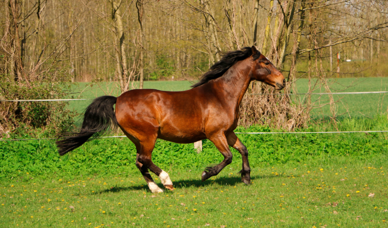 Equestrian Litigation in the UK