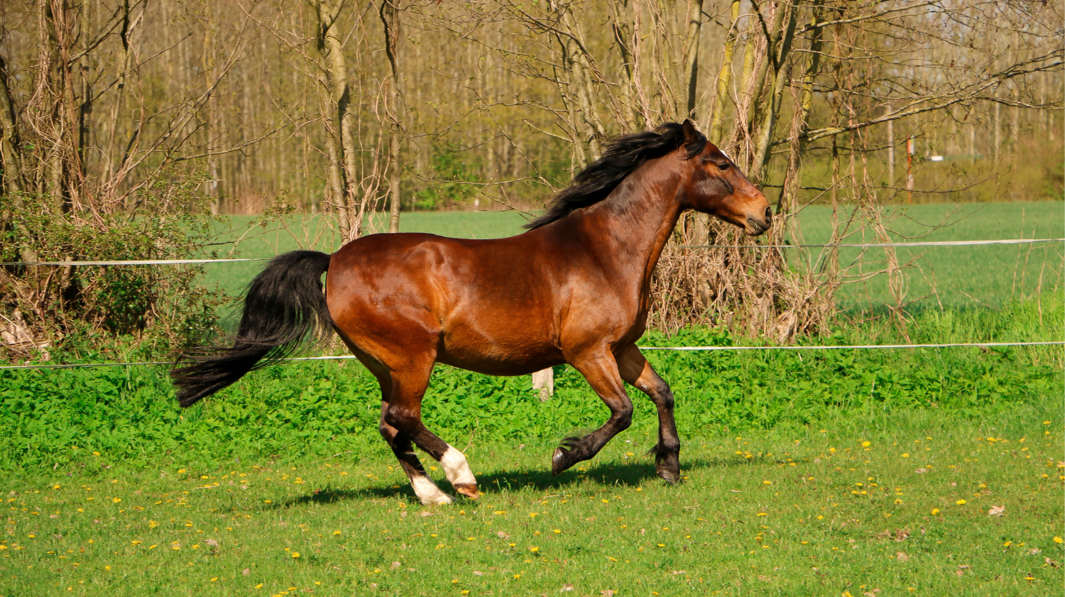 Equestrian Litigation in the UK